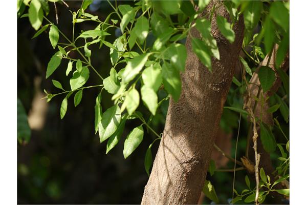 2.5% Indian Sandalwood in Jojoba