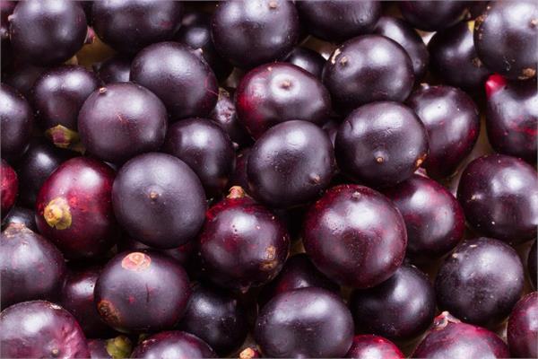 Acai Seed Oil (Refined)
