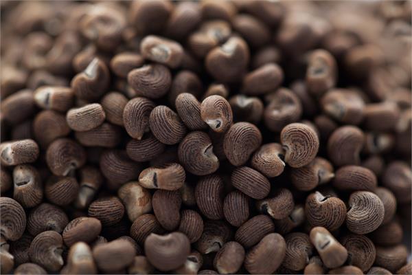 Ambrette Seed Essential Oil-BACK IN STOCK SOON