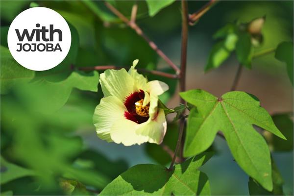 Ambrette Seed in Jojoba-BACK IN STOCK SOON