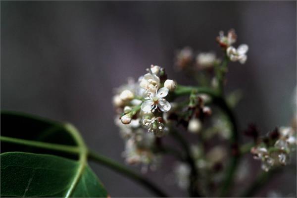 Amyris Essential Oil