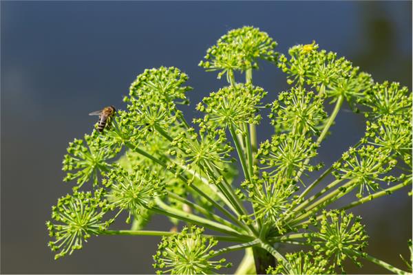 Angelica Root Essential Oil
