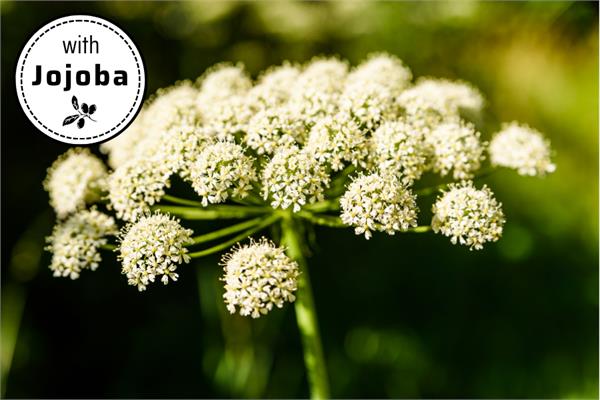 Angelica Root in Jojoba