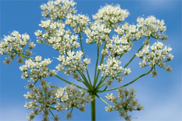 Aniseed Essential Oil