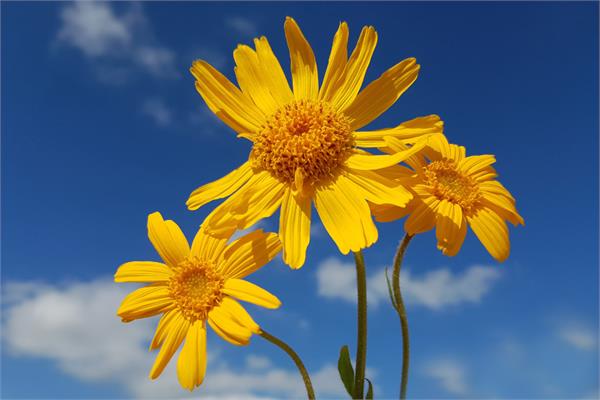 Arnica Infused in Sweet Almond Oil