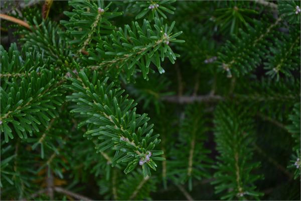 Balsam Fir Essential Oil