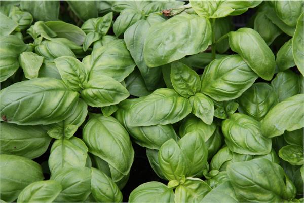 Basil Essential Oil, Sweet (Linalool Chemotype) 