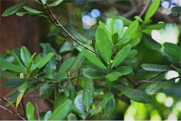 Bay Essential Oil