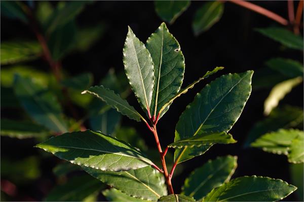 Bay Laurel Essential Oil