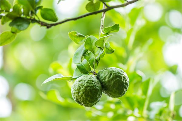 Bergamot Essential Oil