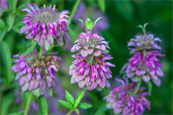 Bergamot Mint Essential Oil