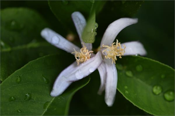 Bergamot Petitgrain Essential Oil