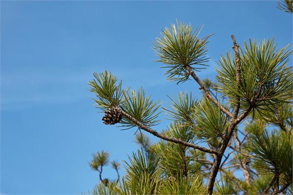 Black Pine Essential Oil (Austrian Pine)