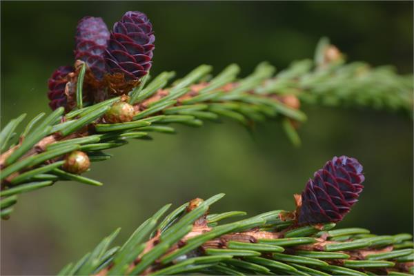 Black Spruce Essential Oil 