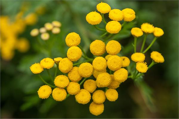 Blue Tansy Essential Oil