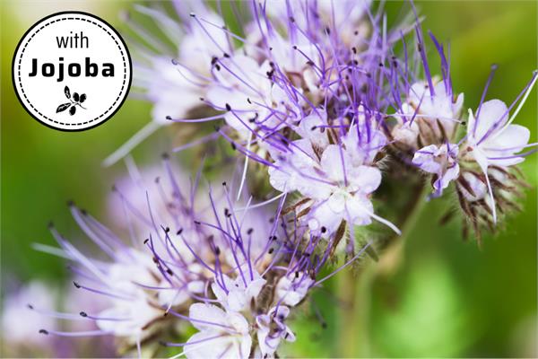 Blue Tansy in Jojoba