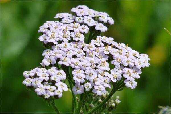 Blue Yarrow Essential Oil