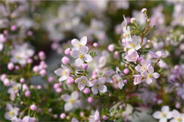 Boronia Absolute