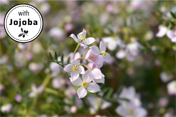 Boronia Absolute in Jojoba
