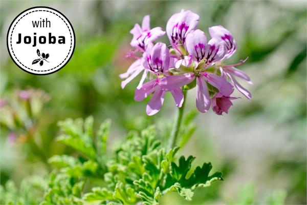 Bourbon Geranium in Jojoba