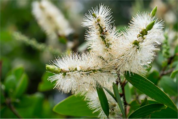 Cajeput Essential Oil