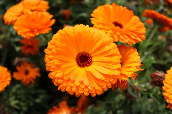 Calendula Absolute