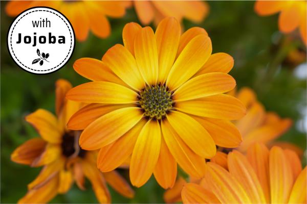 Calendula Absolute in Jojoba