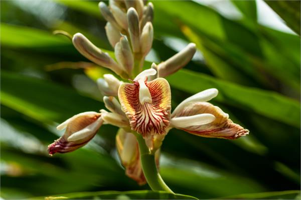 Cardamom Essential Oil