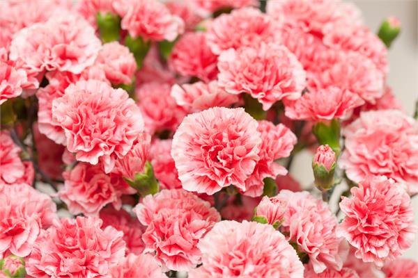 Carnation Absolute