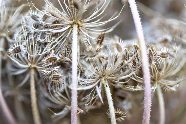 Carrot Seed Essential Oil