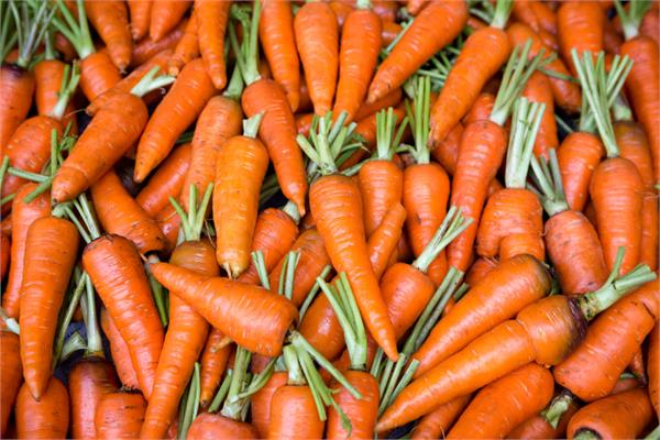 Carrot Tissue Infused in Sweet Almond Oil