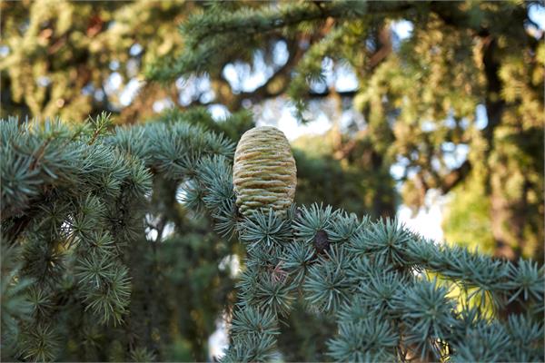 Cedarwood, Atlas      Essential Oil
