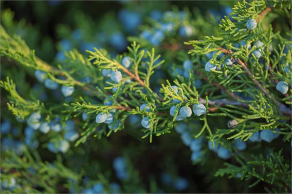 Cedarwood, Texas Essential Oil