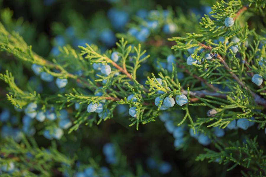 Cedarwood, Virginian Essential Oil from Ahimsa Oils