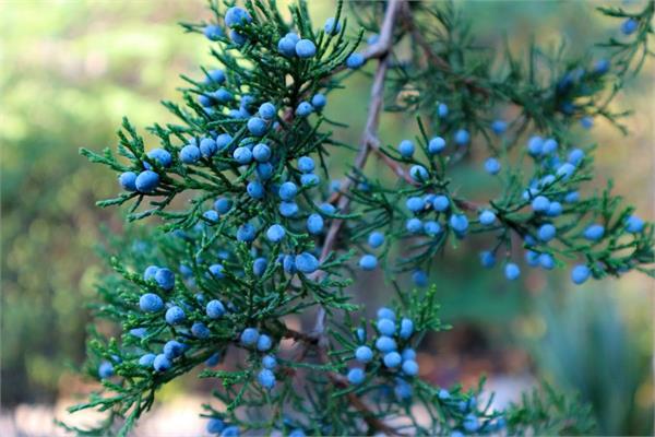 Cedarwood, Virginian Essential Oil