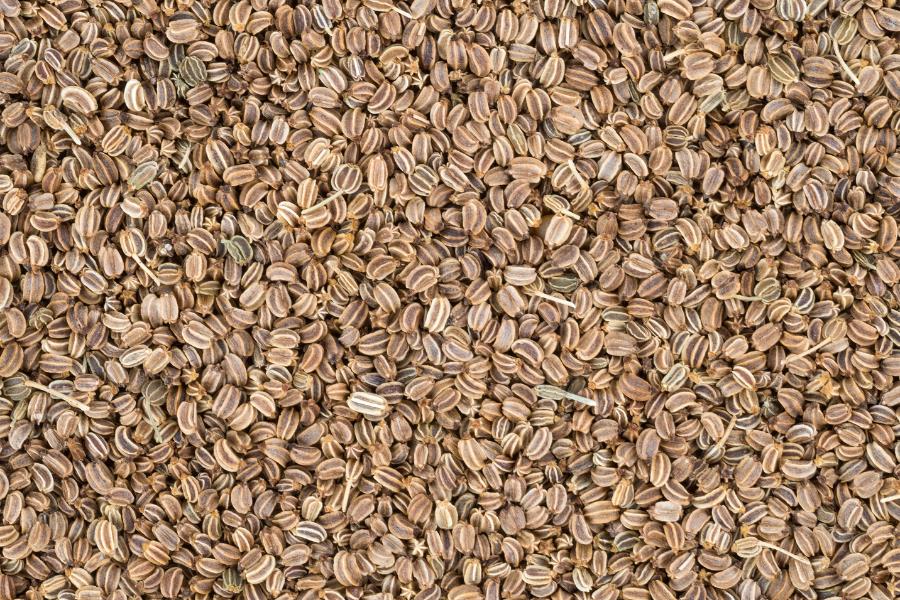 Celery Seed from Ahimsa Oils