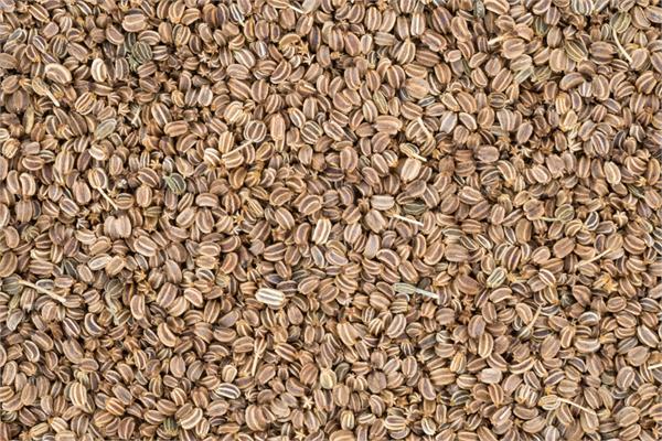 Celery Seed Essential Oil