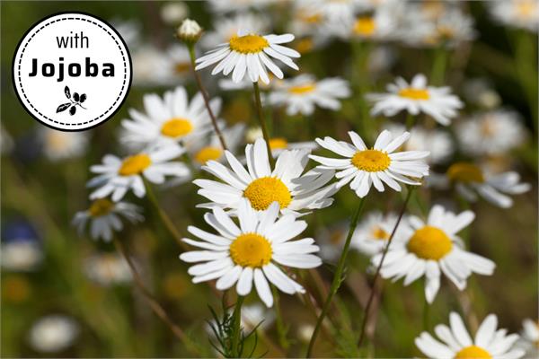Chamomile, Wild Maroc in Jojoba