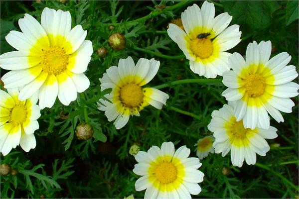 Chamomile, Wild Moroccan Essential Oil