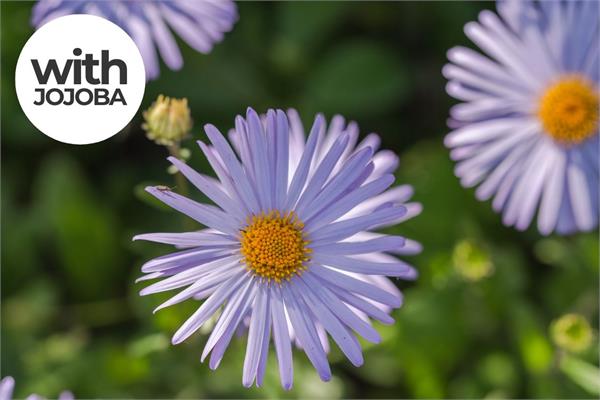 Chamomile German Extra Blue - UK in Jojoba-back in stock soon