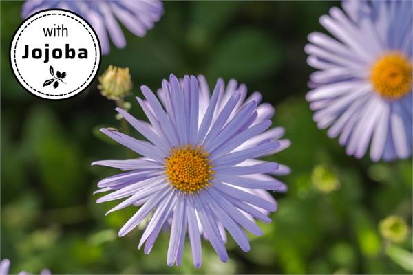 Chamomile German Extra Blue - UK in Jojoba