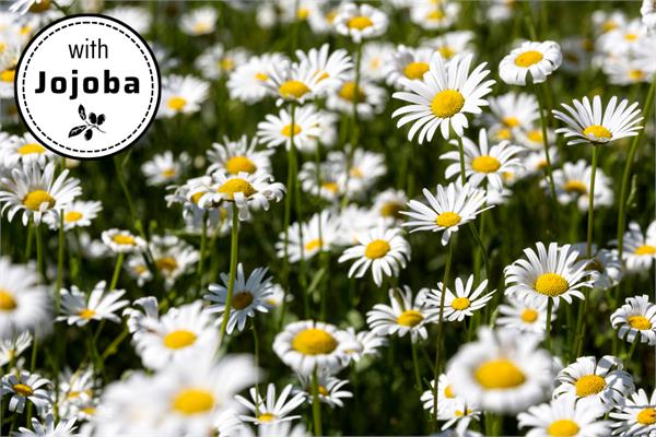 Chamomile Roman in Jojoba