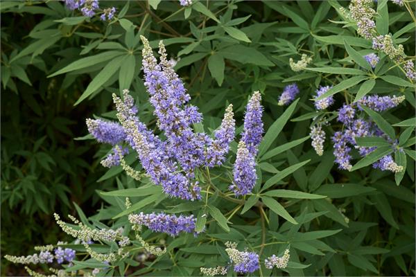 Chaste Tree (Vitex) Essential Oil 