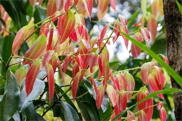 Cinnamon Leaf Essential Oil
