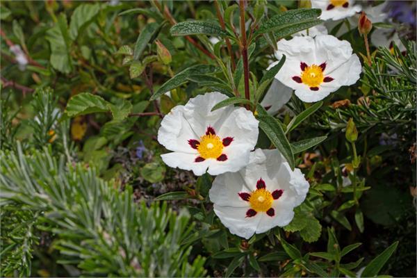 Cistus Essential Oil 