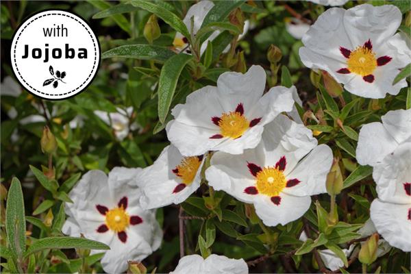 Cistus / Rock Rose in Jojoba