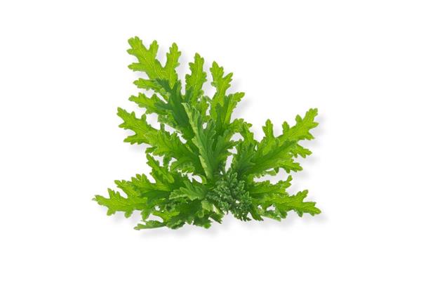 Citronella Essential Oil