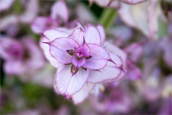 Clary Sage Essential Oil (French)