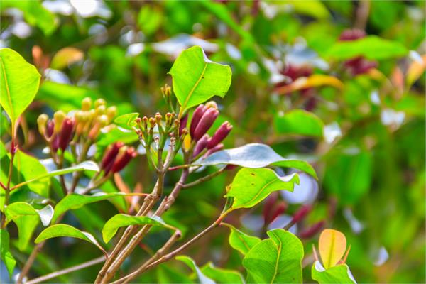 Clove Bud Essential Oil