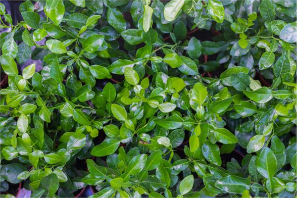 Combava Petitgrain Essential Oil
